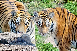 Young Tigers Staring Panthera Tigris Altaica