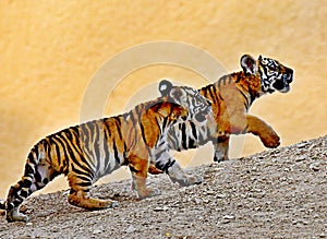 Young Tigers in the zoo