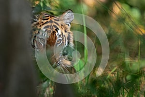 A young tigress looks from behind a termite mound at Dudhwa National Park, Uttar Pradesh, India