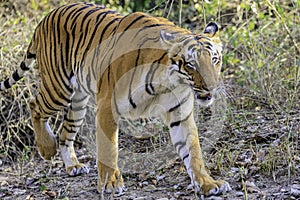 young tigress striding across the camera