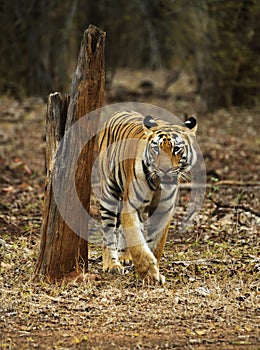 Young tigress, Telia Sisters, Panthera tigris, Tadoba, Maharashtra, India