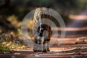 A young tigress walks away on the safari path at Dudhwa National Park