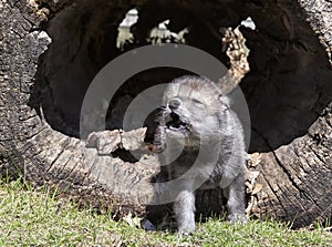 Young timber wolf howling