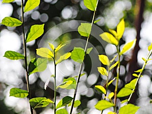 Young tiny green plant leaves shallow depth of field under natural sunlight