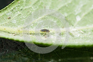 A young and tiny Ladybird larvae hunting green aphids