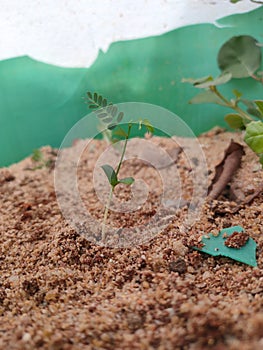 Young tiny plant in a pot