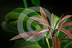 Young tip mango leaves bundle, red in colour, anthocyanin, background. tender leaves. photo