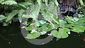 Young tipapia in a fish-pond on bequia