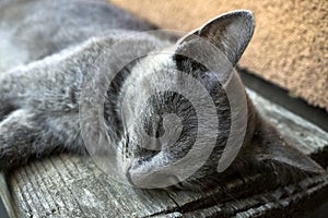 Young tired cat sleeping on bench