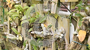 young tissue culture plant in agriculture orchid farm