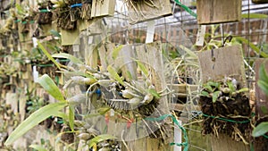 young tissue culture plant in agriculture orchid farm