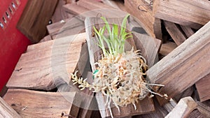 young tissue culture plant growing on wood board in orchid farm