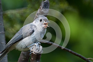 Young Titmouse Singing in a Tree