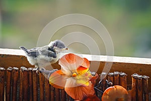 Young titmouse