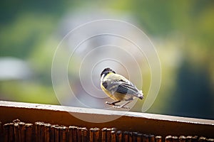 Young titmouse