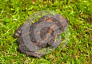 Young toad (Bufo gargarizans) 1