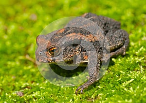 Young toad (Bufo gargarizans) 3