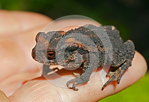 Young toad (Bufo gargarizans) 4