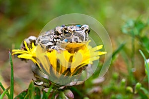 Young toad on the flower