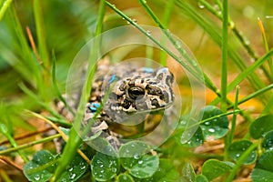 Young toad in the grass