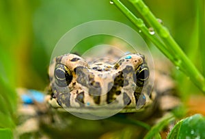 Young toad in the grass