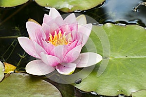 Young toad and waterlily