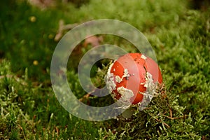 Young toadstool red - Amanita muscaria -in green moss