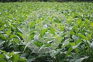 Young tobacco field in Thailand