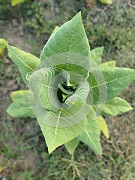 young tobacco has flourished photo