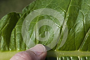 Young tobacco leaf closeup