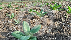 young tobacco that must be regularly watered to grow photo