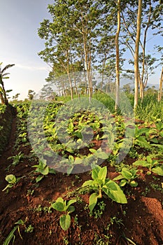 Young Tobacco Plants in a small Plantation
