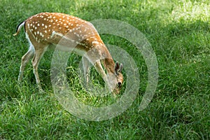 Young toddler fawn grazing