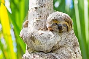 Young 3 Toed Sloth in its natural habitat. Amazon River, Peru