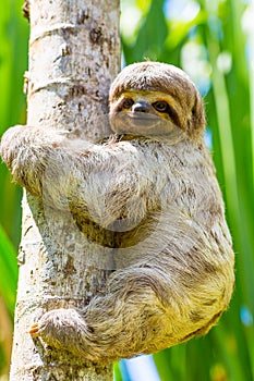 Young 3 Toed Sloth in its natural habitat. Amazon River, Peru photo