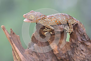 A young tokay gecko is basking in dry wood.