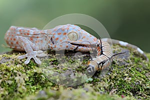 A young tokay gecko eating a caterpillar on a rock overgrown with moss.