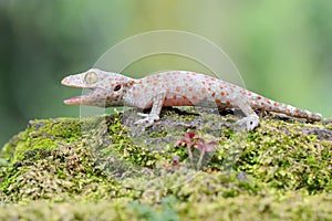 A young tokay gecko looking for preys on a rock overgrown with moss.