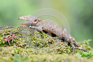 A young tokay gecko looking for preys on a rock overgrown with moss.