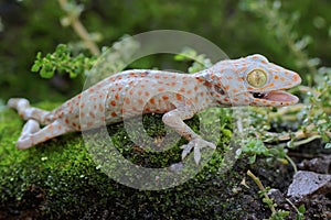 A young tokay gecko looking for preys on a rock overgrown with moss.