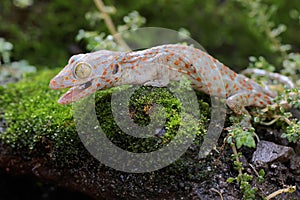 A young tokay gecko looking for preys on a rock overgrown with moss.