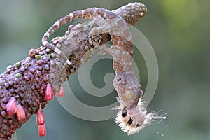 A young tokay gecko preys on a caterpillar.