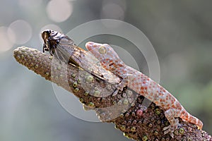 A young tokay gecko preys on a cicada.