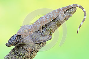 A young tokay gecko preys on a cicada.