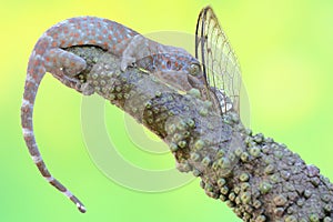 A young tokay gecko preys on a cicada.