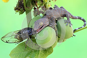 A young tokay gecko preys on a cicada.