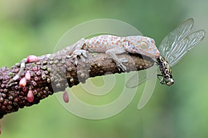 A young tokay gecko preys on a dragonfly.