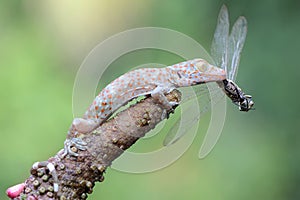 A young tokay gecko preys on a dragonfly.