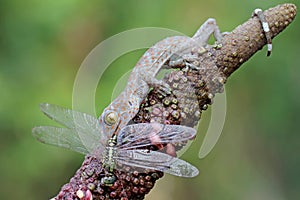 A young tokay gecko preys on a dragonfly.