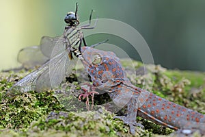 A young tokay gecko preys on a dragonfly.